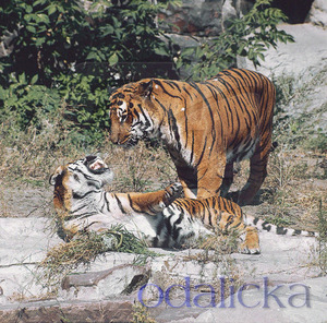 Туранский тигры и их брачные игры