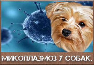 Микоплазмоз у собак: признаки, диагностика и эффективное лечение