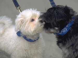 Микоплазмоз - болезнь собак, что делать?