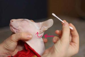 Периодичность чистки  кошке ушей 