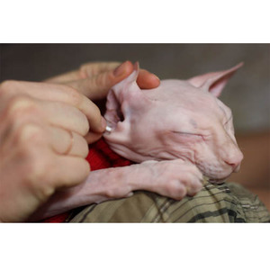 Правила проведения процедуры чистки ушей в домашних условиях 