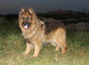 Выгуливание немецкой длинношерстной овчарки вечером