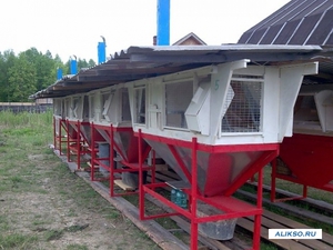 Строительство мини-фермы для кроликов