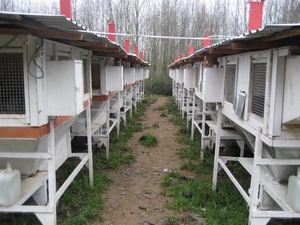 Как сделать  клетку для кроликов 