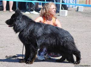 Черная длинношёрстная немецкая овчарка на выставке