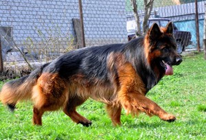 Длинношёрстная немецкая овчарка и ее воспитание