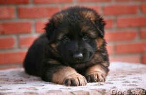 Маленький пушистый щенок