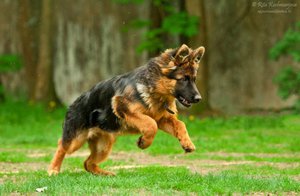 Длинношёрстная немецкая овчарка прыгает по траве