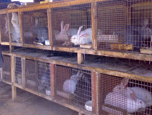 Разведение кроликов в домашних условиях