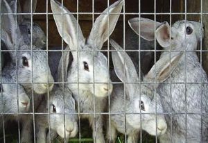 Кролиководство в домашних условиях