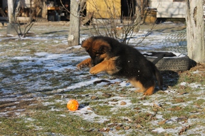 Длинношёрстный щеноковчарки играет