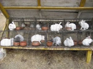 Чашечная поилка для кроликов