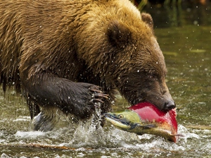 Внешний вид Гризли