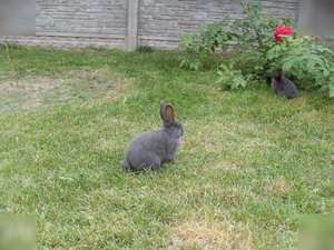 Кролик на траве