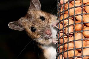 Разновидности мышей