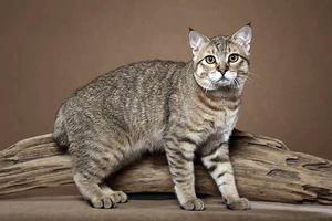 Окрас и тип шерсти у кошек пиксибоб