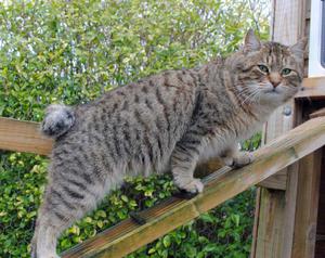 Пиксибоб: описание породы кошек и уход за ними