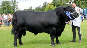 Окрас породы ангусской коров