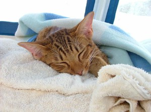 Мочекаменная болезнь - нередкое явление у котов