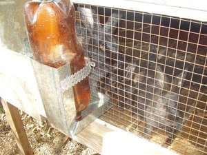 Бункерная кормуша для кроликов