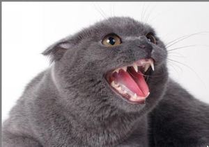 Сколько зубов у взрослой кошки: всё, что нужно знать владельцу