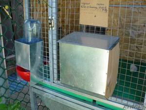 Требования к кормушкам и поиллкам