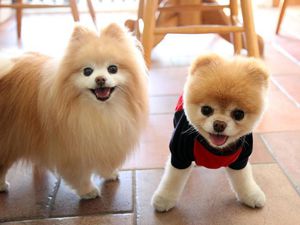 Внешние данные померанского шпица