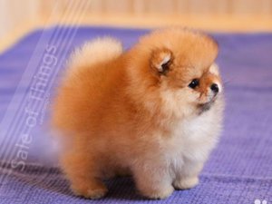 Чем питается померанский шпиц