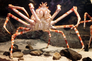 Японский краб-паук - самый большой краб