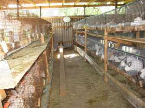 Мясные породы кроликов