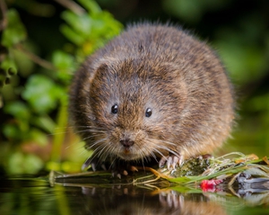 Как избавиться от водяной крысы (полёвки): эффективные методы борьбы