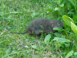 Приманки для водяных крыс