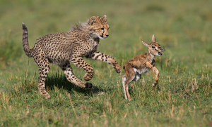 Какой образ жизни ведут гепарды