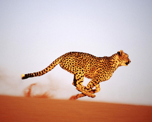 Скорость гепарда