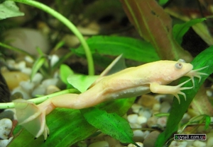 Как выглядят шпорцевые лягушки