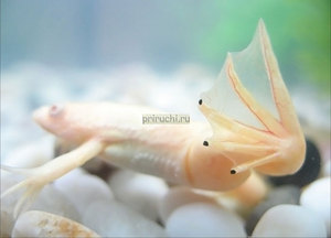 Содержание шпорцевой лягушки: уход, условия и советы