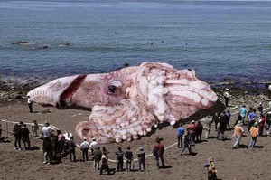 Особенности гигантского кальмара