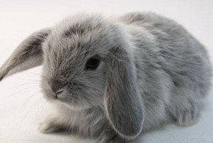 Вислоухий баран: уход, содержание и описание породы кроликов