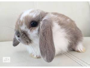 Описание и фото кроликов Вислоухий баран