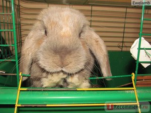 Кролик вислоухий баран