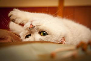 Средства для кошки при течке