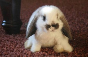 Имя для кролика: как выбрать идеальное название питомцу