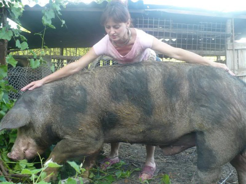 Пятнистые свиньи Пятнистая свинья