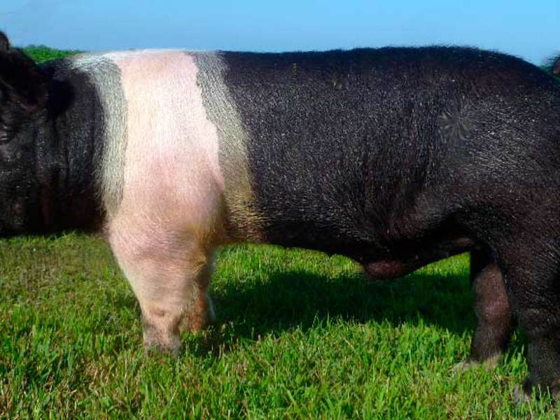 Гемпширские свиньи Гемпширская порода
