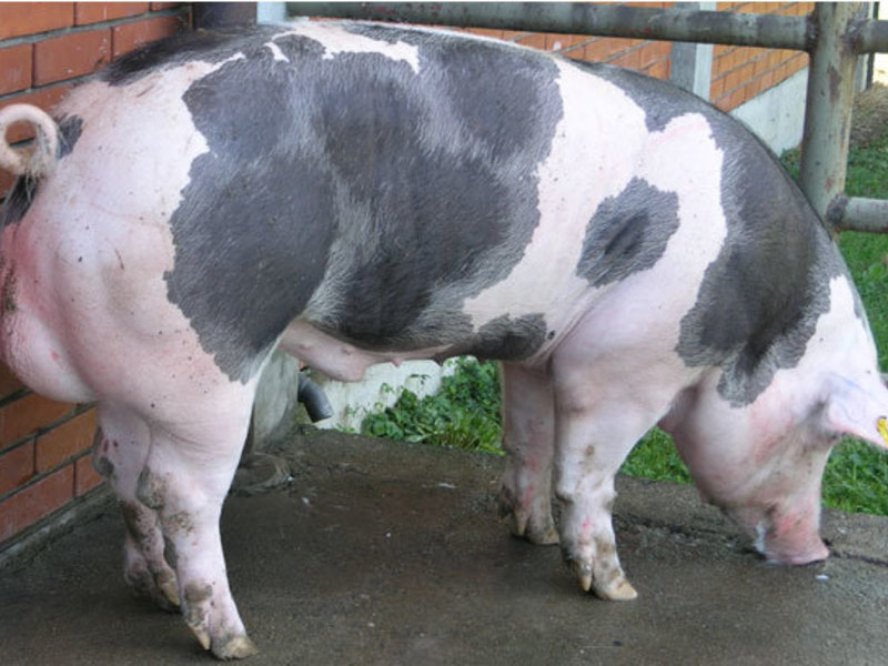 Мясные породы свиней Мясные породы