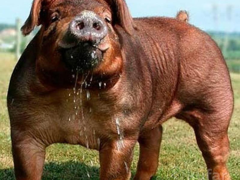 Свинья дюрок Порода дюрок