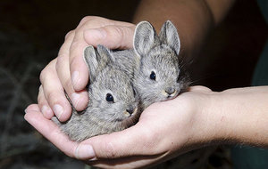 Когда можно сажать крольчат отдельно от матери