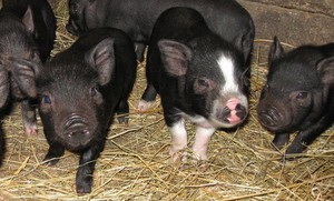 Вьетнамские свиньи