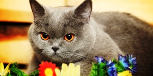 Чем кормить британского котёнка по возрасту: рацион с 1 до 12 месяцев