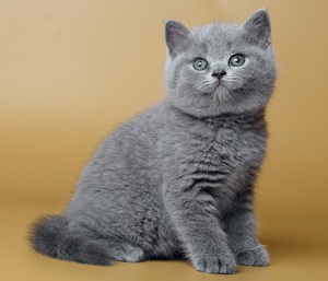 Чем кормить котят британцев